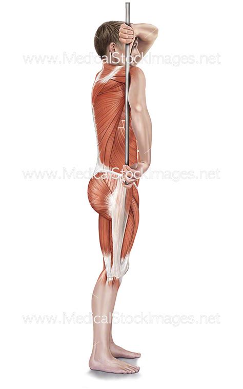 Assisted Infraspinatus Stretch – Medical Stock Images Company