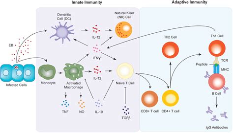 Frontiers | The Role of the Immune Response in Chlamydia trachomatis ...