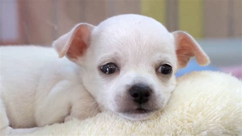 Cute Pet Store Puppies