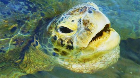 Green Sea Turtle Facts: the GREEN TURTLE 🐢 Animal Fact Files - YouTube