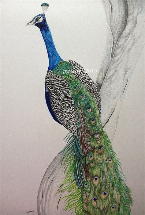 Peacock Pencil Drawing Colour Images - bestpencildrawing