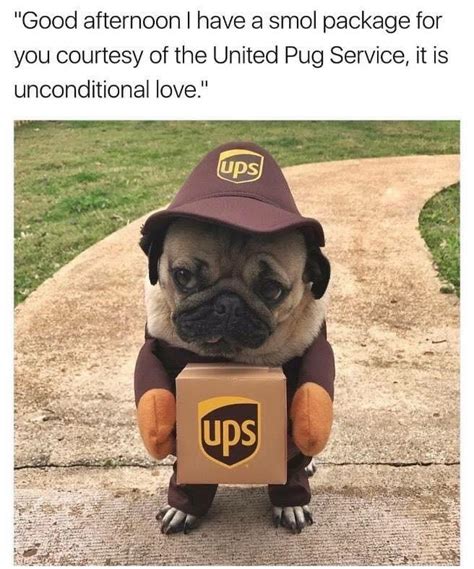 United Pug Service : r/memes