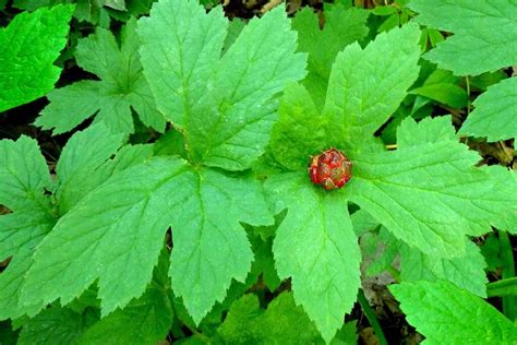 How to Plant and Grow Goldenseal | Gardener’s Path