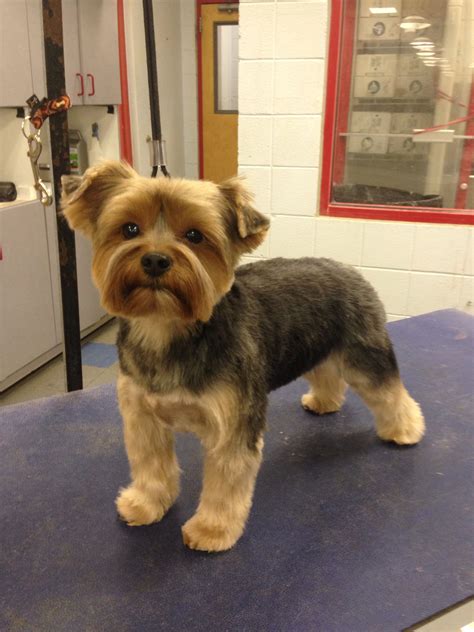 Dog grooming | Yorkie puppy haircuts, Dog haircuts, Yorkie cuts