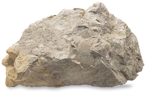 Sedimentary Rocks | Types Of Sedimentary Rocks | DK Find Out