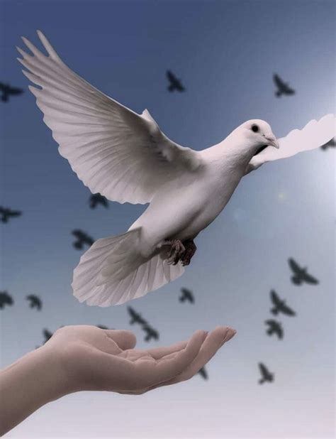 Dove Symbolism & Pigeon Meaning - Luciding Dream Dictionary