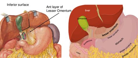 What is Omentum & What Does Greater And Lesser Omentum Do.