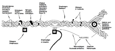 2. Sites for inhibition of nucleic acid synthesis by antibiotics and ...