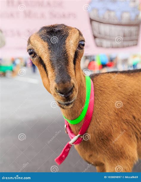 LaMancha Goat Royalty-Free Stock Photo | CartoonDealer.com #20044965