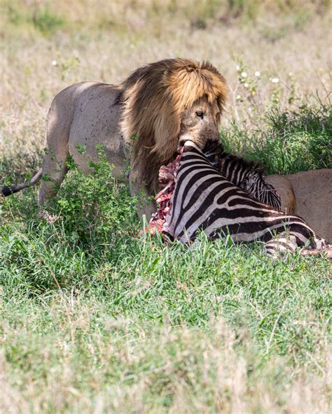 Serengeti-Lions - Adam Goldberg Photography