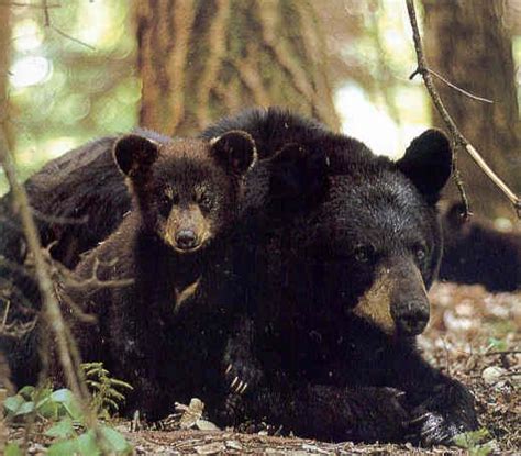 Nuevo León: tierra de osos – Orgullo Nuevo León