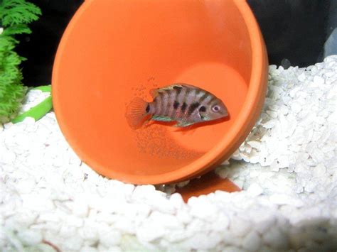 Convict Cichlid (Archocentrus nigrofasciatus) - Care, Diet, Breeding & Lifespan