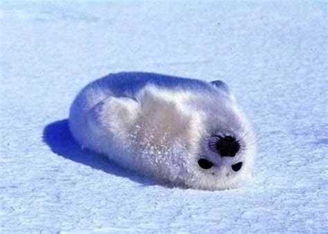 Fluffy seal pup | Cute seals, Cute animals, Baby seal