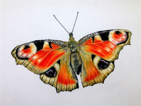 Artful Evidence: Coloured Pencil Sketch - Peacock Butterfly