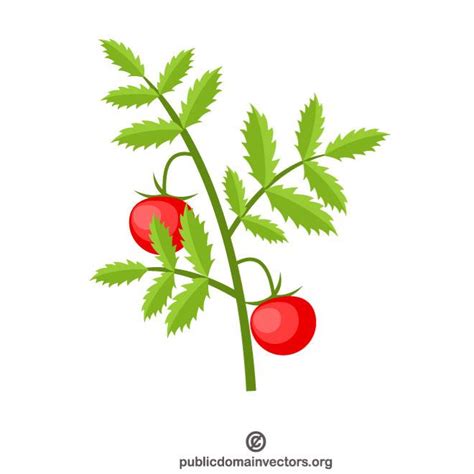 Tomato plant graphics.ai Royalty Free Stock SVG Vector