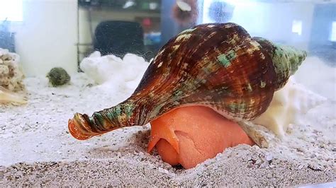 Creature Feature: Horse Conch - YouTube