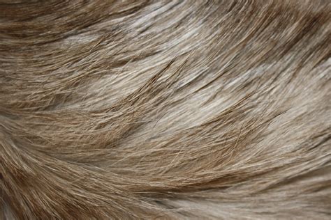 Long Haired Cat Fur Texture – Photos Public Domain