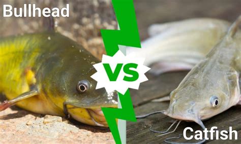 Bullhead Catfish Vs Channel Catfish