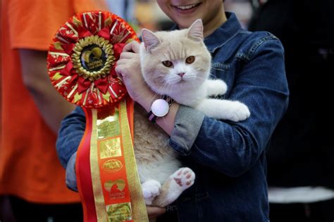 Cats On Parade: Inside The World Of Cat Show Competitions - CatGazette