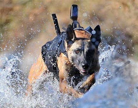 Navy Seal Dogs Captured Bin Laden | Animal Pictures and Facts | FactZoo.com