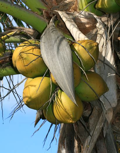 Cocos nucifera - Coconut Palm, Niu - Hawaiian Plants and Tropical Flowers