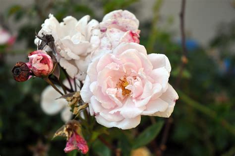 Antique Climbing Rose | House is 100 years old. Rose may com… | Flickr