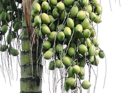 Betel Nut Cultivation: জেনে নিন সুপারি চাষ পদ্ধতি ও রোগ-দমনের ব্যবস্থা