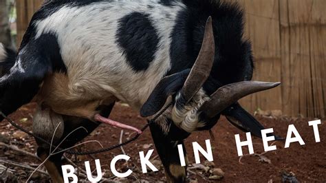 Goat Farming: HOW TO KNOW IF BUCK IS READY? | Philippine Native Goat | Native Goat Farming - YouTube