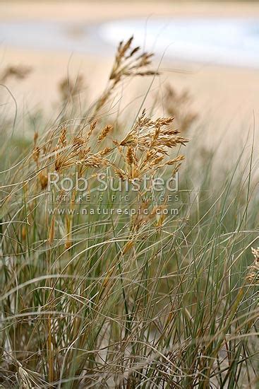 Catstail-like seed heads of marram grass, a coastal sand dune plant and ...