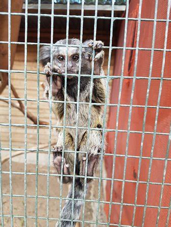 Monkey Town Primate Centre (Somerset West) - 2018 All You Need to Know ...