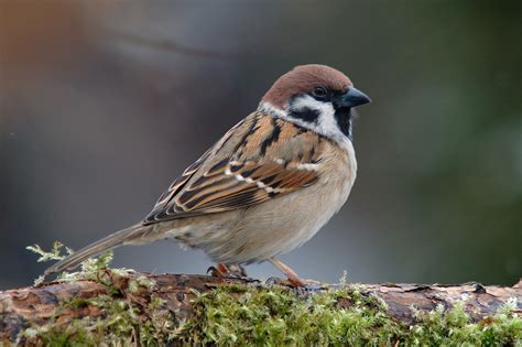 Pest Tree sparrow reported in Geraldton | Agriculture and Food