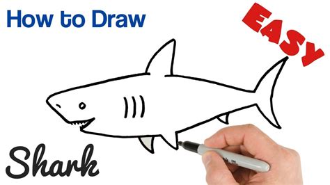 Shark Drawings Easy