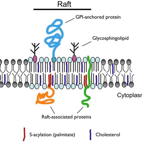 (PDF) Cytoskeleton-Membrane Interactions in Membrane Raft Structure