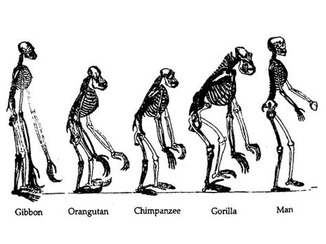 The teach Zone: Human Evolution Timeline Interactive Picture!