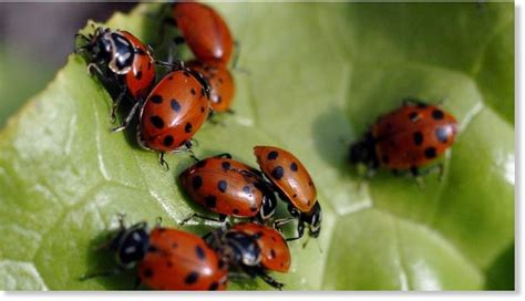 High-flying ladybug swarm 80 square miles wide shows up on National Weather Service radar over ...