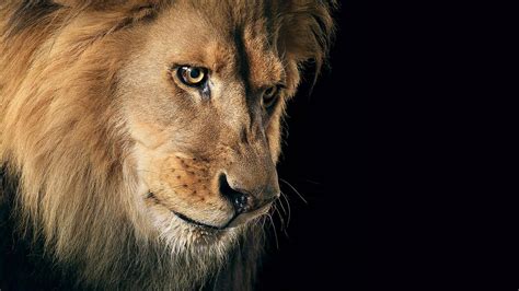 Lion Eyes Wallpapers - Top Free Lion Eyes Backgrounds - WallpaperAccess