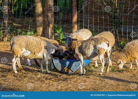 Somali Sheep, or Berbera Blackhead Stock Photo - Image of nature, green: 257694780