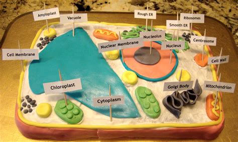 3d plant cell model labeled information | chocmales