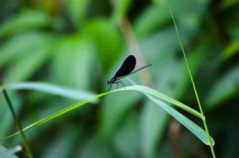 Dragonfly Bug Green - Free photo on Pixabay