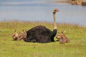 Ostrich Diet - What Does The Ostrich Eat? - ChickenMag