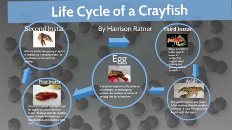 Life Cycle of a Crayfish by Heather Polen on Prezi