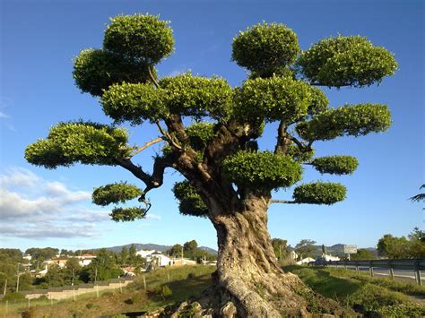 Kostenlose foto : Baum, Olive, Himmel, Natur, Landschaft, Wolken, Erde, Vegetation, Holzige ...