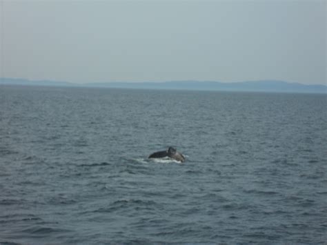 Whale Watch, Bar Harbor, Maine Whale Tail | Whale watching, Whale, Bar ...