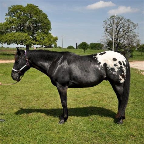 Black appaloosa horse | Appaloosa horses, Horses and dogs, Horses