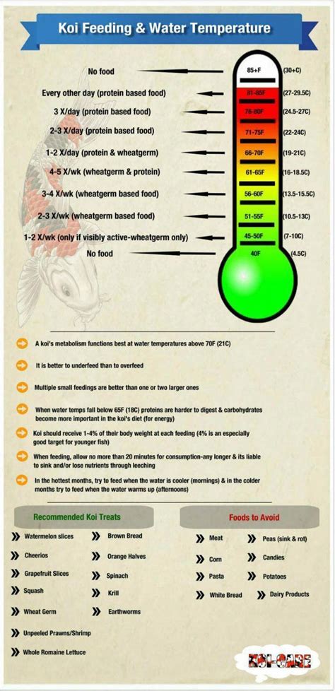 Koi Feeding Through the Seasons Infographic #KoiFishPonds | Koi fish pond, Koi pond, Fish ponds