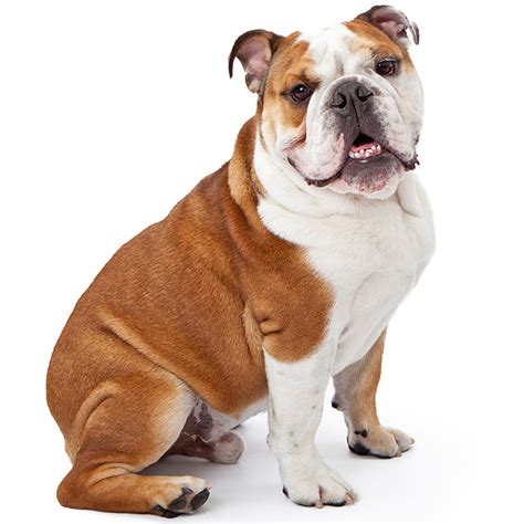 Australian Bulldog Dog Breed: Profile, Personality, Facts