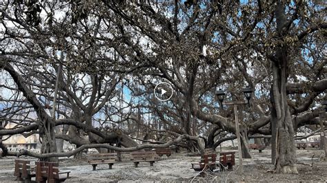 Video Shows a Landmark Banyan Tree Burned in Hawaii Wildfires - The New ...