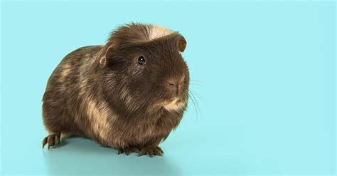 Guinea Pig Types: The Ultimate Guide To Guinea Pig Breeds - A-Z Animals