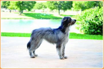 Pyrenean Shepherd - Puppies, Price, Breed Profile, Facts | Animals Adda