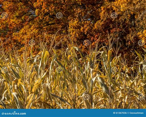 Autumn Cornstalks with Trees in Background Stock Photo - Image of ...